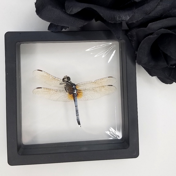 uolibeD Oddities Other - Framed Dragonfly Specimen